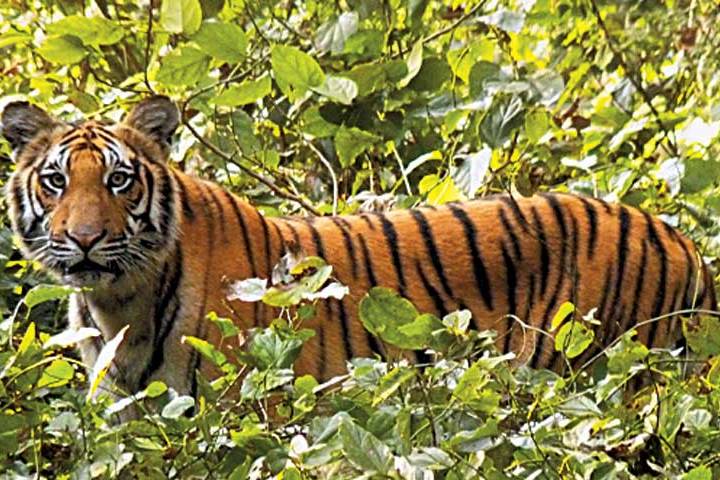 ANIMAL SAFARI IN DUDHWA NATIONAL PARK