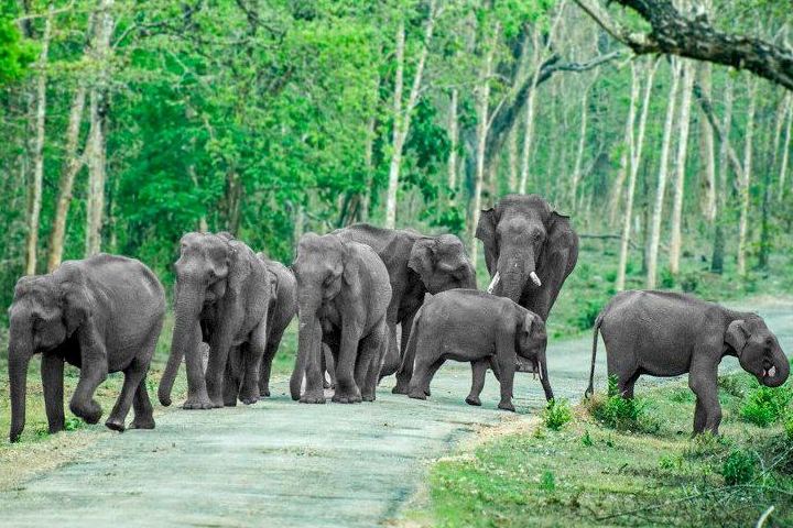 Bandipur National Park