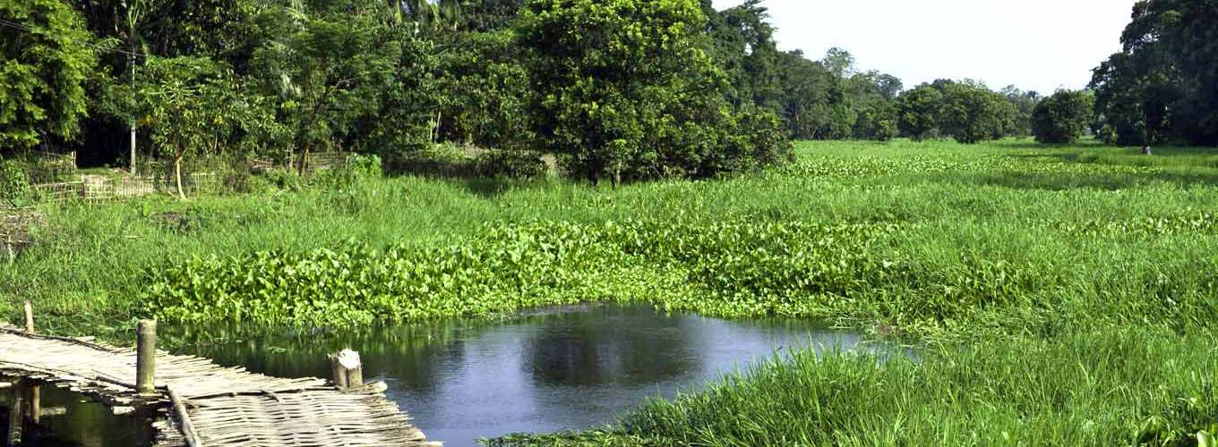 Majuli
