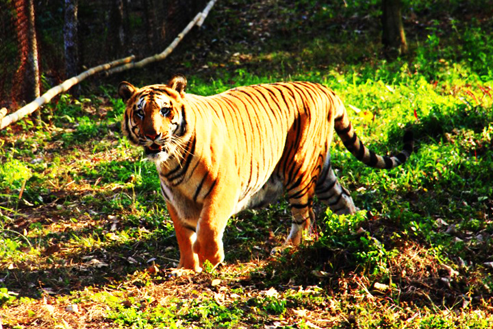 Sepahijala Wildlife Sanctuary