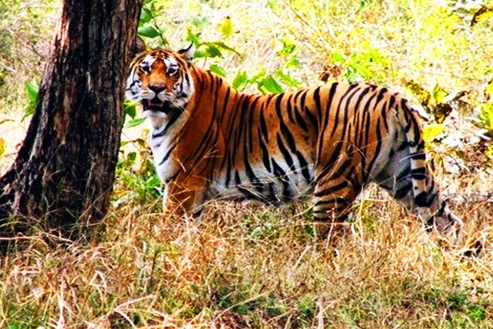 JEEP SAFARI IN BUXA TIGER RESERVE
