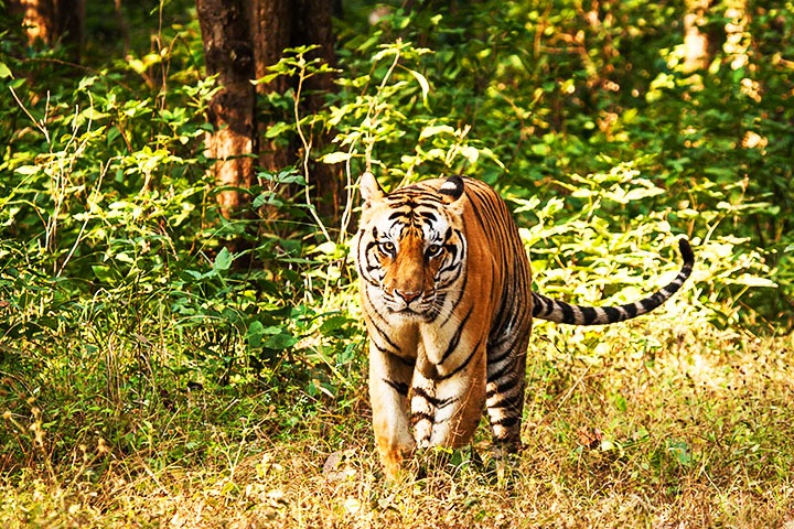 Bandipur Tiger Reserve