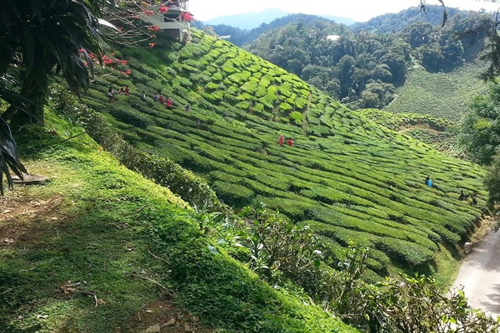 Cameron Highlands