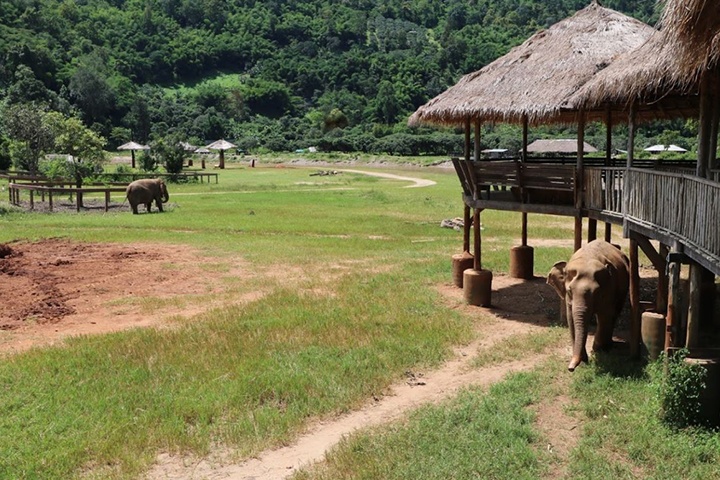 Elephant Nature Park