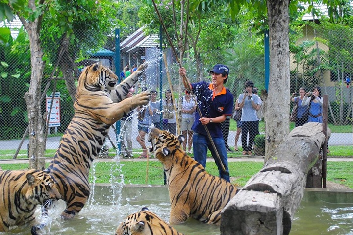 Tiger Kingdom