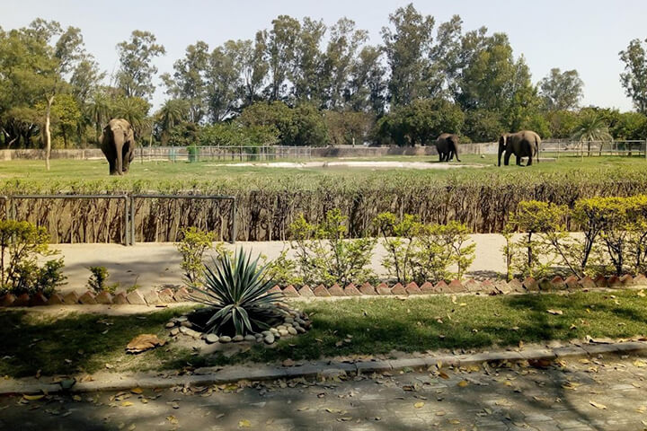 Mahendra Chaudhary Zoological Park