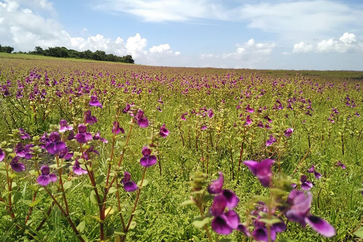 Kaas Plateau