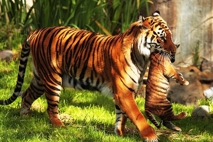 JEEP SAFARI IN YAVATMAL