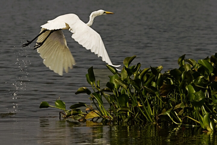 Kolleru Bird Sanctuary