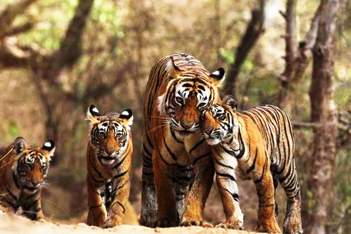 Sariska Tiger Reserve