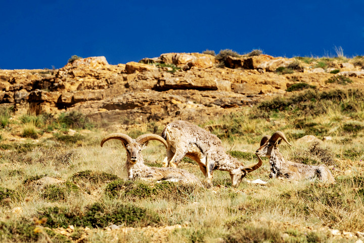 Kibber Wildlife Sanctuary