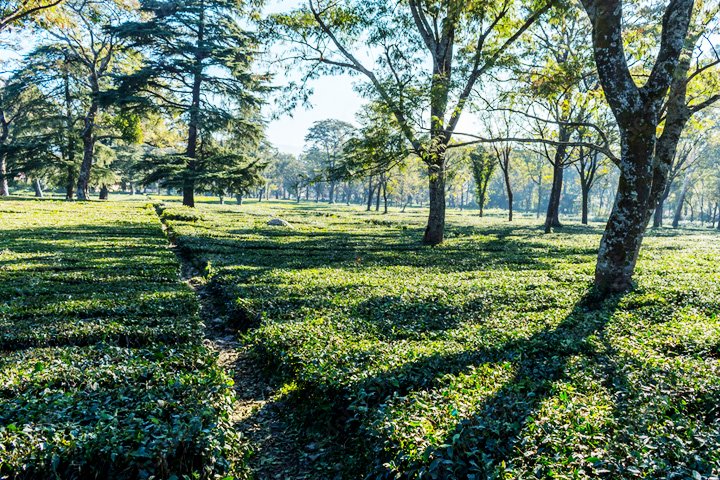 Palampur Tea Gardens