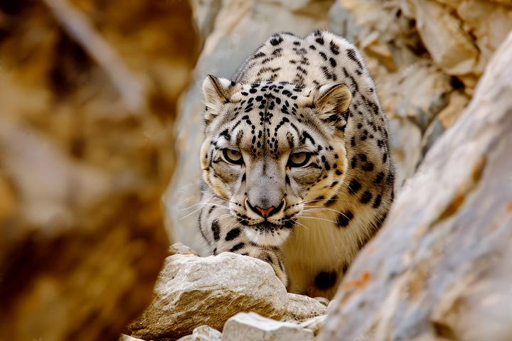 Bandli Wildlife Sanctuary