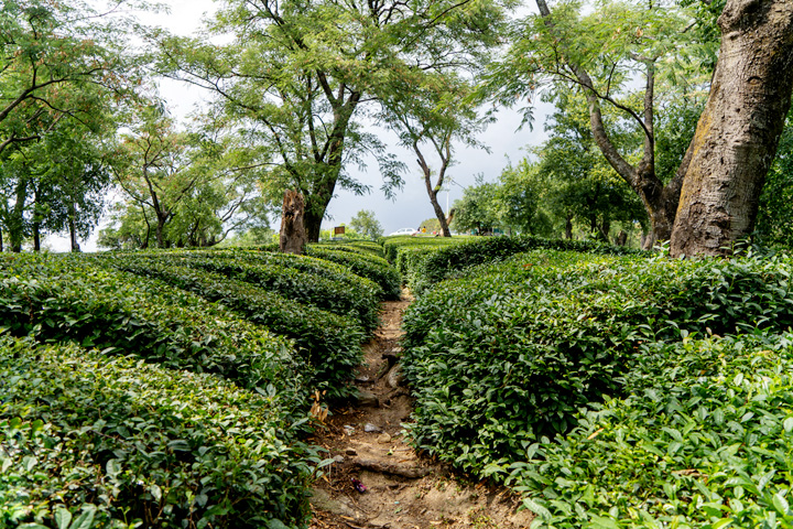 Dharamshala Tea Gardens
