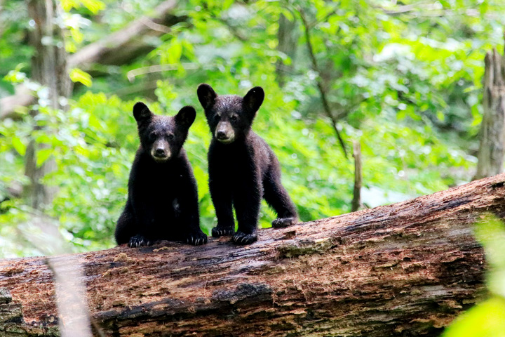 Darlaghat Wildlife Sanctuary