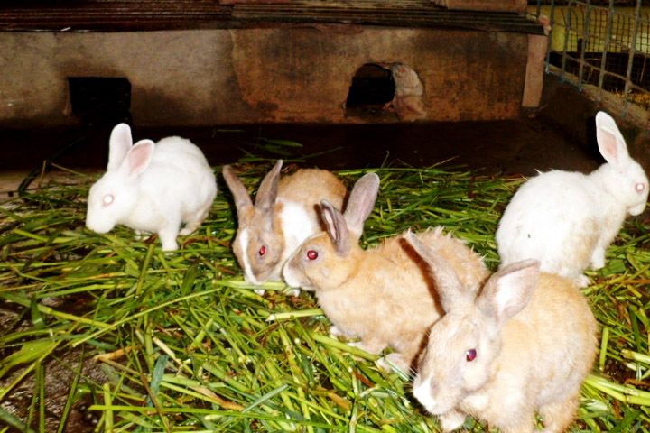 Angora Farm