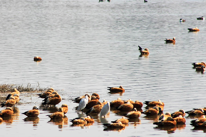 Asan Barrage Bird Sanctuary