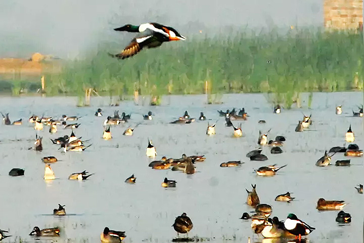 Asan Barrage Bird Sanctuary
