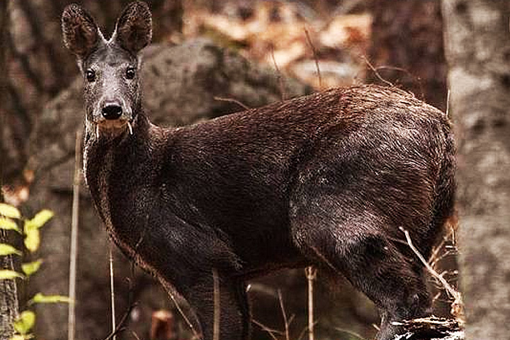 Askot Musk Deer Sanctuary