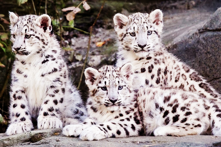 Bandli Wildlife Sanctuary