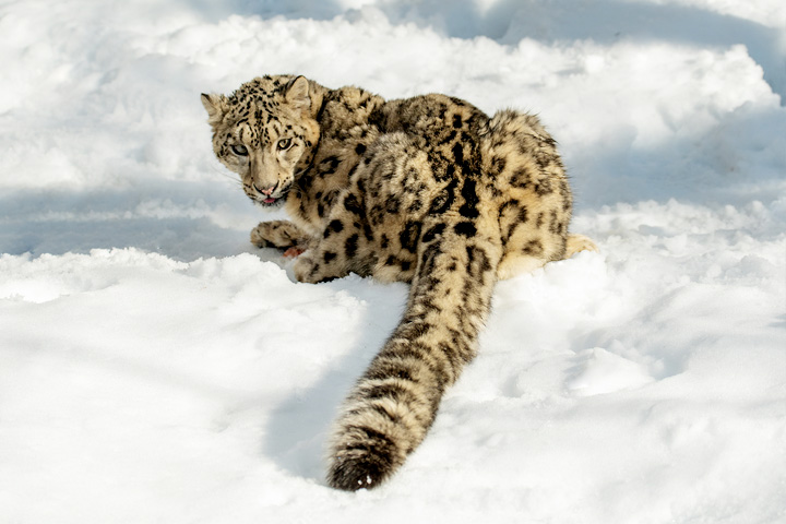 Bandli Wildlife Sanctuary