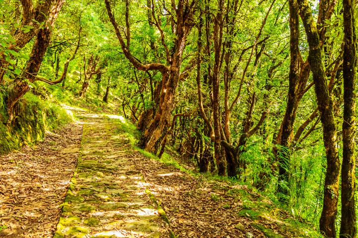 Binsar Wildlife Sanctuary