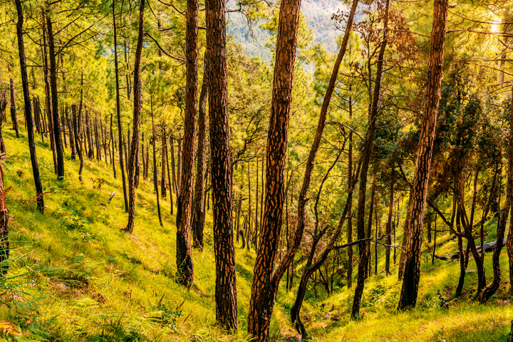 Binsar Wildlife Sanctuary