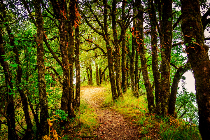 Binsar Wildlife Sanctuary