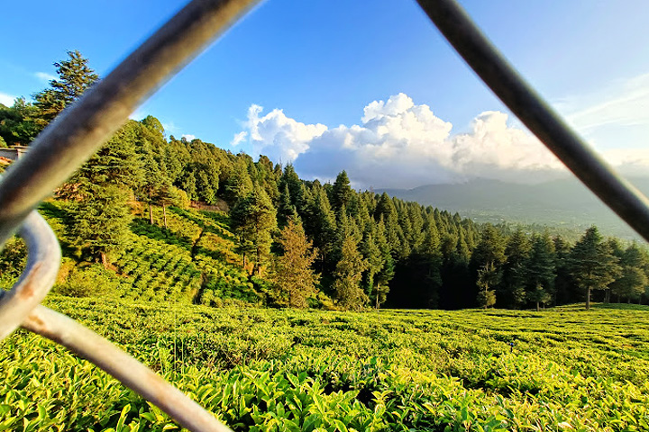 Botanical Tea Garden