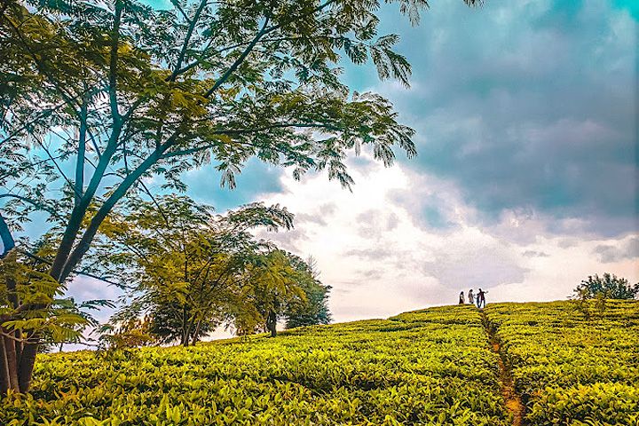Botanical Tea Garden