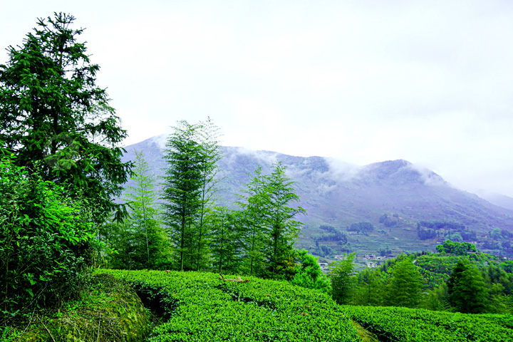 Botanical Tea Garden
