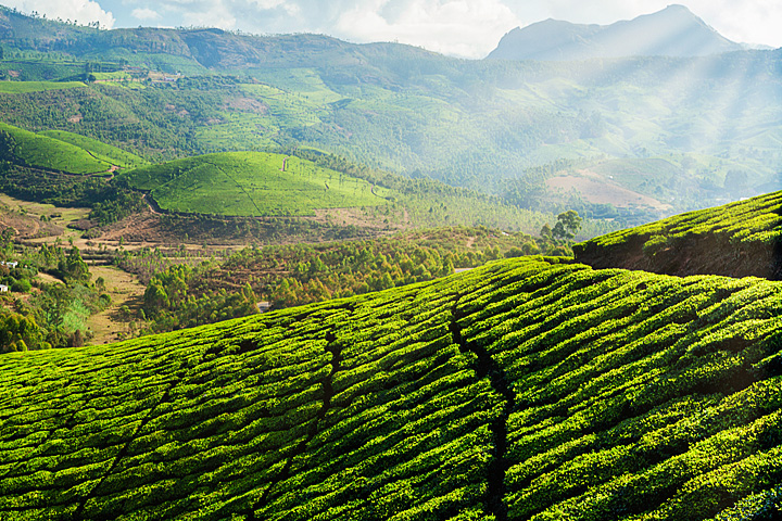 Botanical Tea Garden