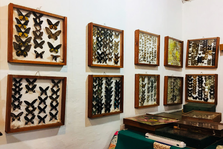 Butterfly Research Centre