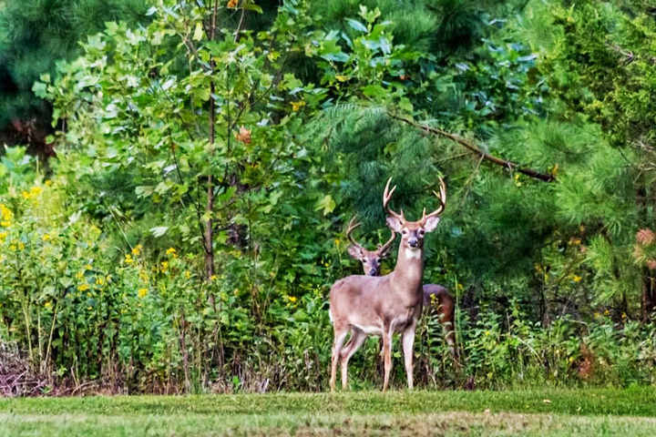 Chail Wildlife Sanctuary