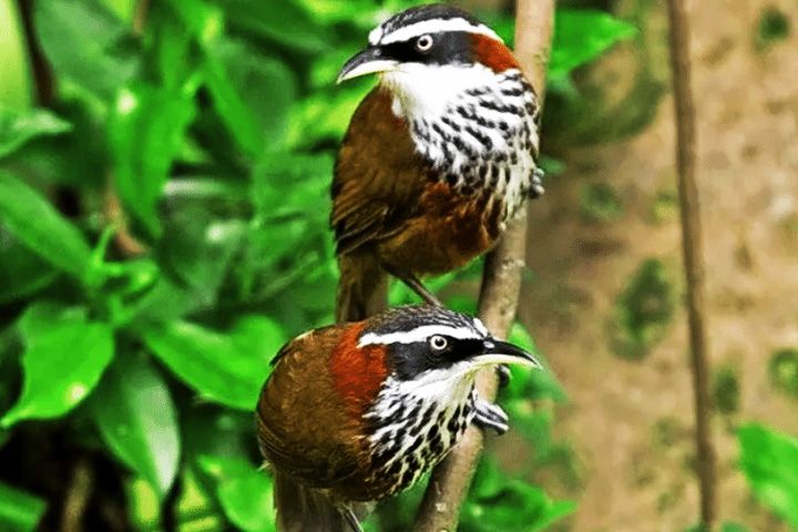 Chail Wildlife Sanctuary