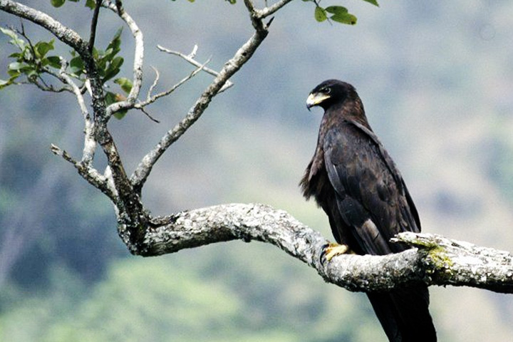 Chail Wildlife Sanctuary