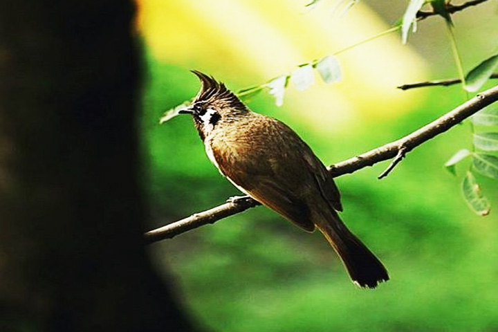 Chail Wildlife Sanctuary