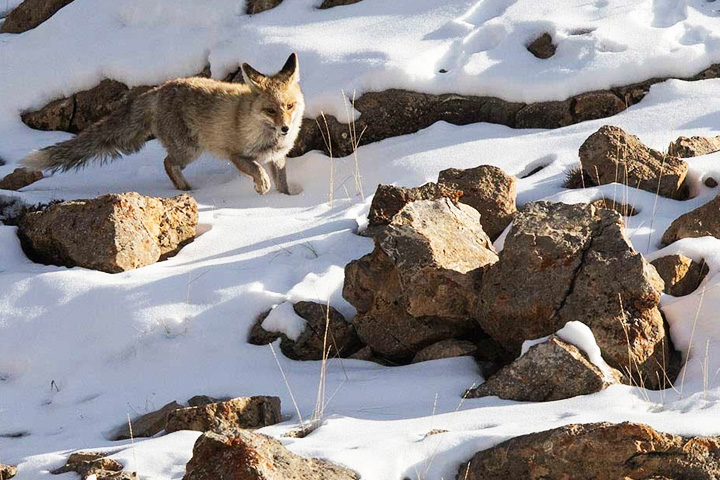 Chandratal Wildlife Sanctuary