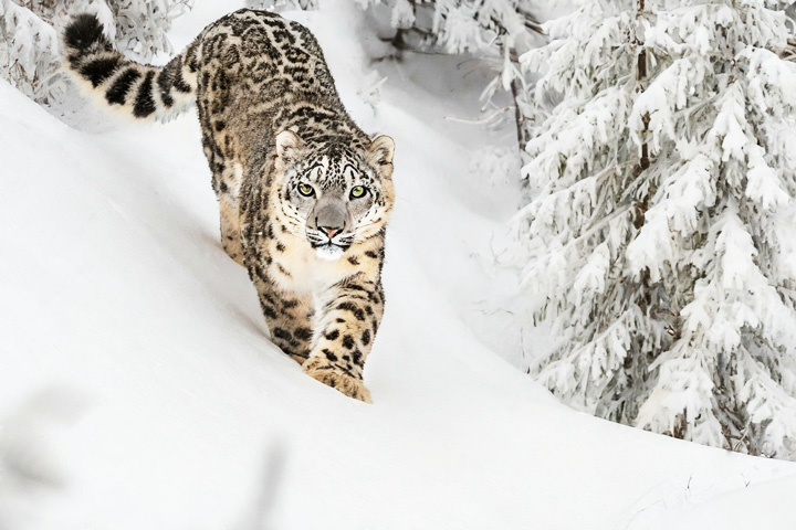 Chandratal Wildlife Sanctuary