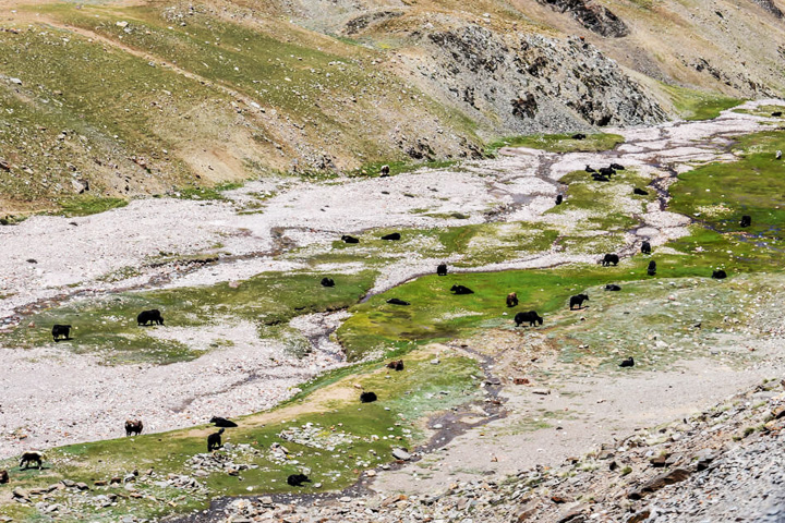 Chandratal Wildlife Sanctuary