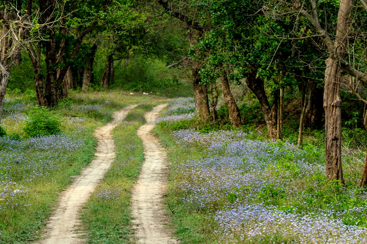 Chilla Wildlife Sanctuary