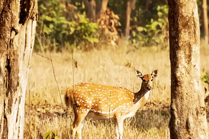 Chilla Wildlife Sanctuary
