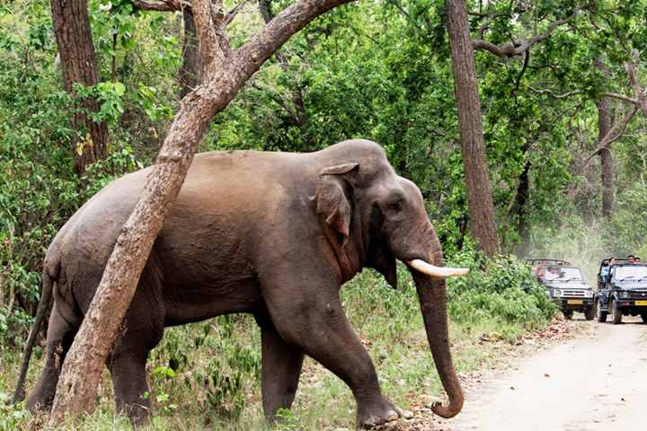 Chilla Wildlife Sanctuary