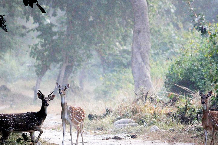 Chilla Wildlife Sanctuary
