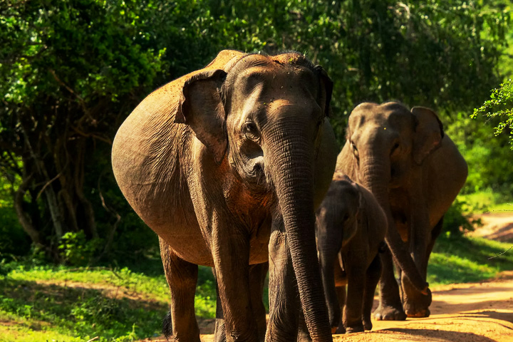 Chilla Wildlife Sanctuary