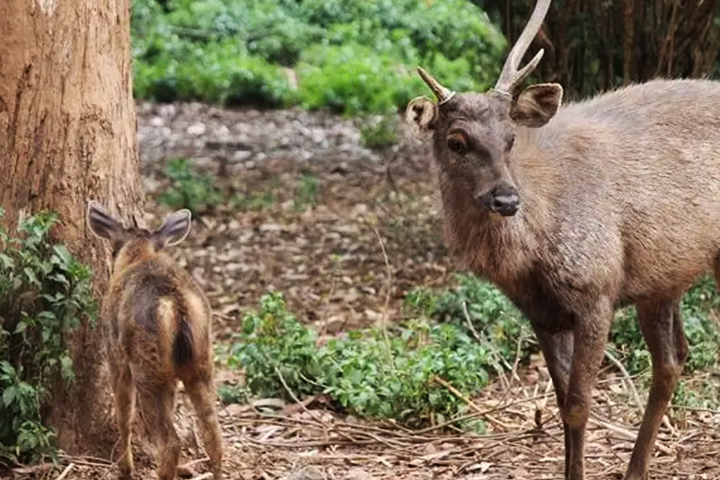 Simbalbara National Park (Colonel Sher Jung National Park)