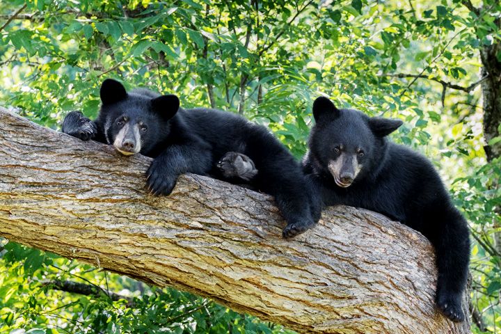 Darlaghat Wildlife Sanctuary