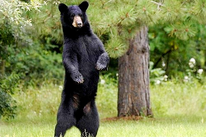 Darlaghat Wildlife Sanctuary