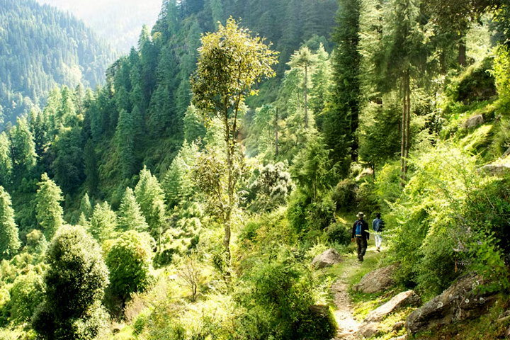 Deoban Forest Trek