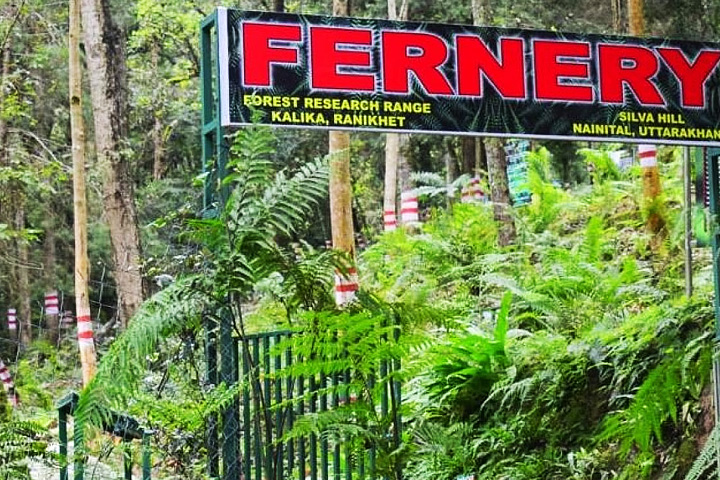 Fernery